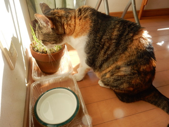 ’20,2,2(日)今日はニャンニャンの日?_f0060461_10373402.jpg