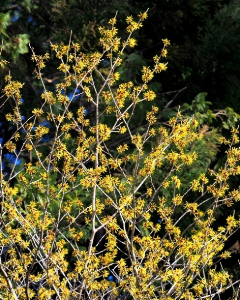 望遠ズームで 早春と温室の花_c0305565_17361282.jpg