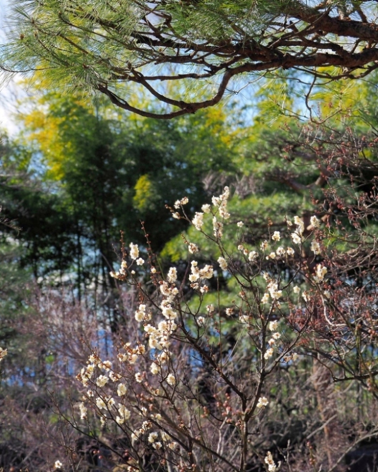 望遠ズームで 早春と温室の花_c0305565_17370509.jpg