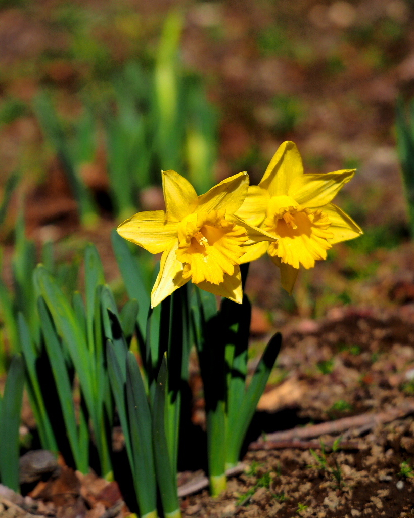 望遠ズームで 早春と温室の花_c0305565_17381525.jpg