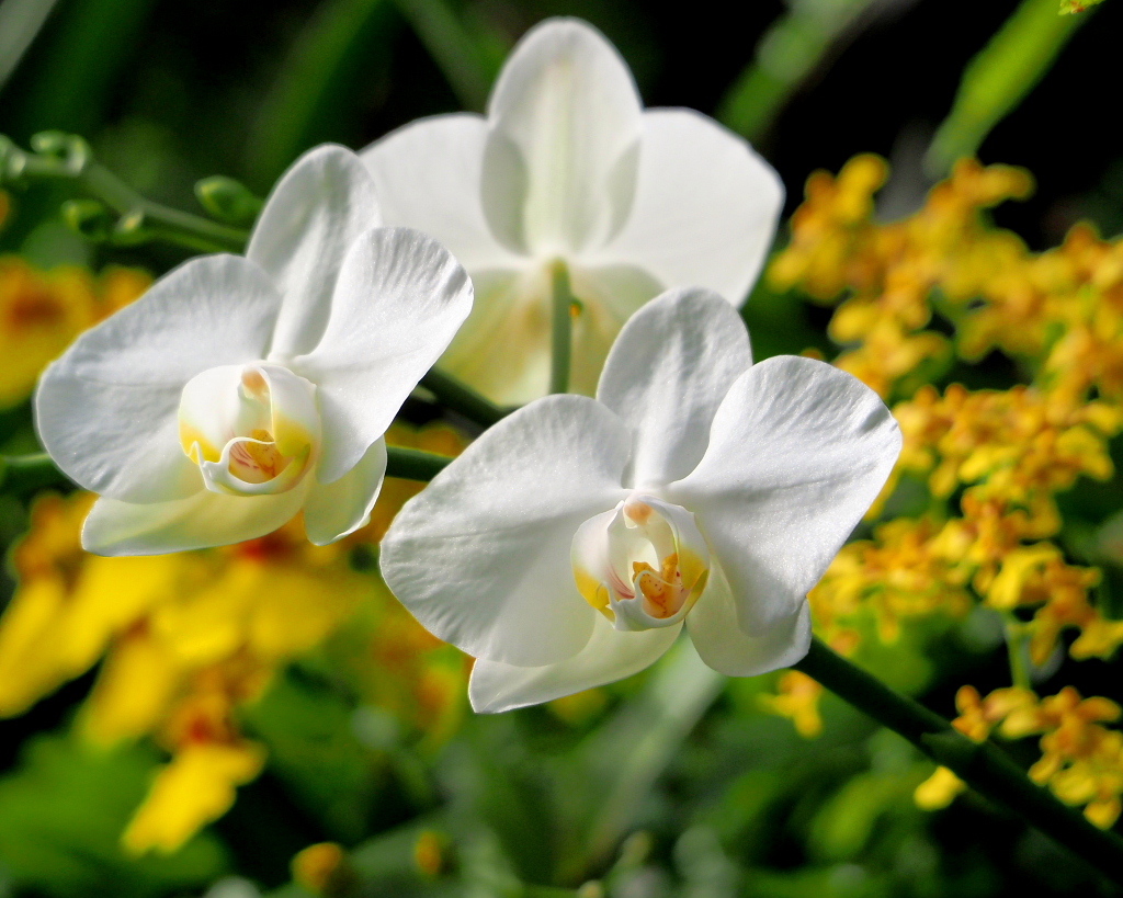 望遠ズームで 早春と温室の花_c0305565_17393659.jpg