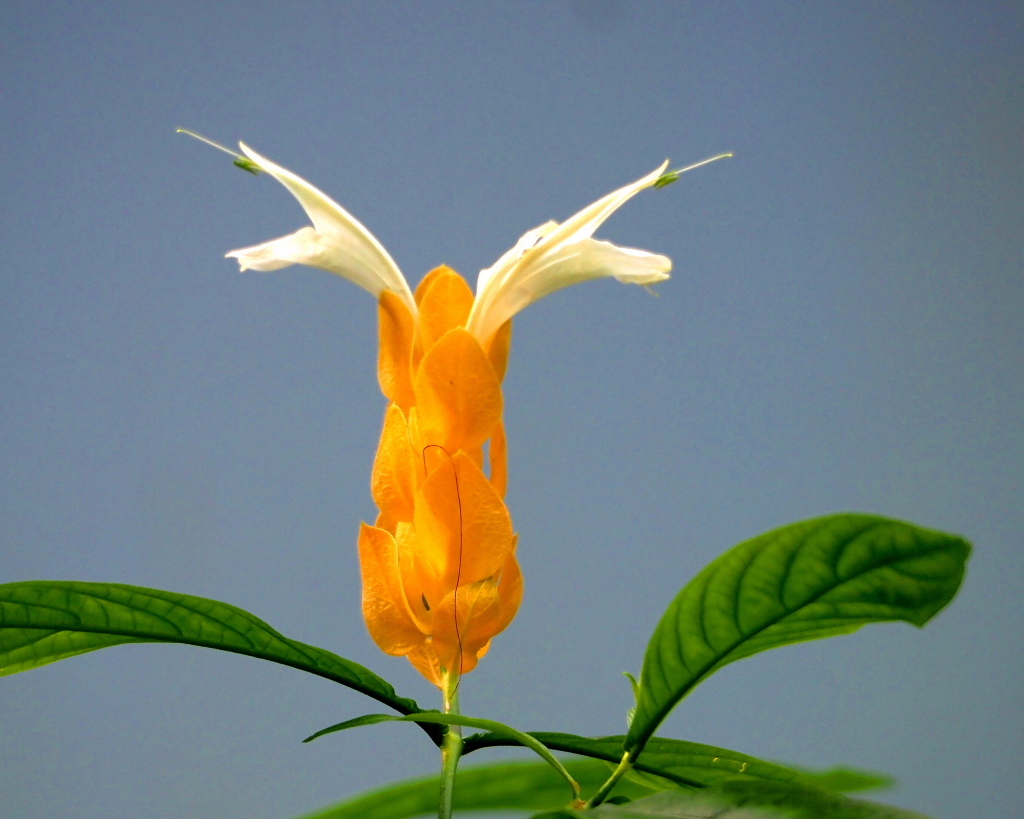 望遠ズームで 早春と温室の花_c0305565_17401617.jpg
