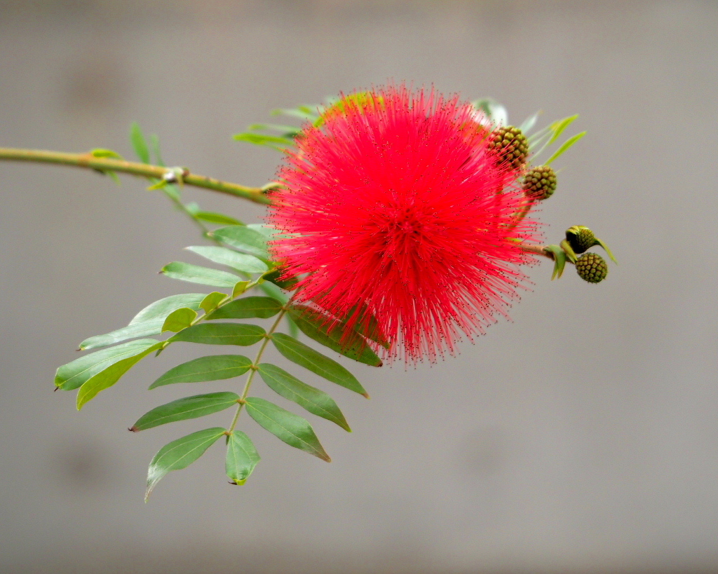望遠ズームで 早春と温室の花_c0305565_17413020.jpg