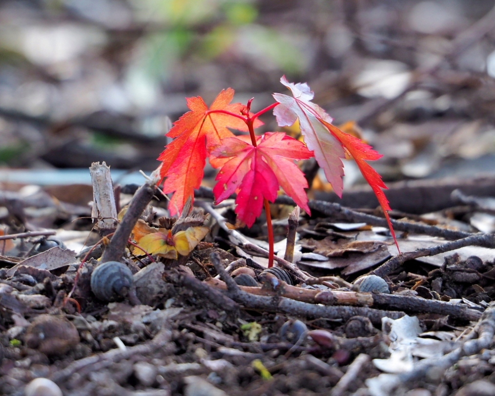望遠ズームで 早春と温室の花_c0305565_17414739.jpg