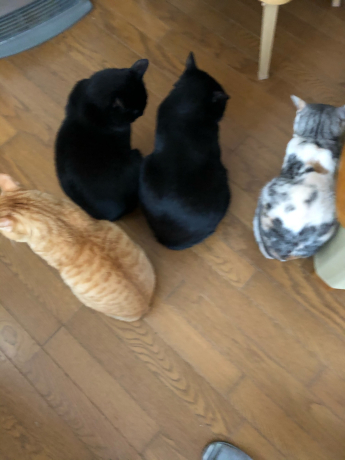 本家組勢ぞろい_e0355177_15414867.jpg