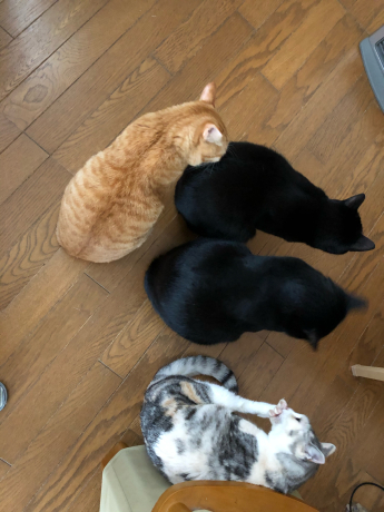 本家組勢ぞろい_e0355177_15414968.jpg
