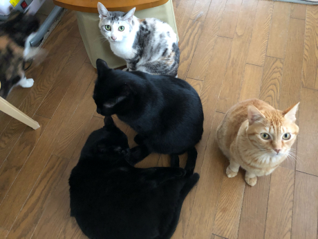 本家組勢ぞろい_e0355177_15420803.jpg