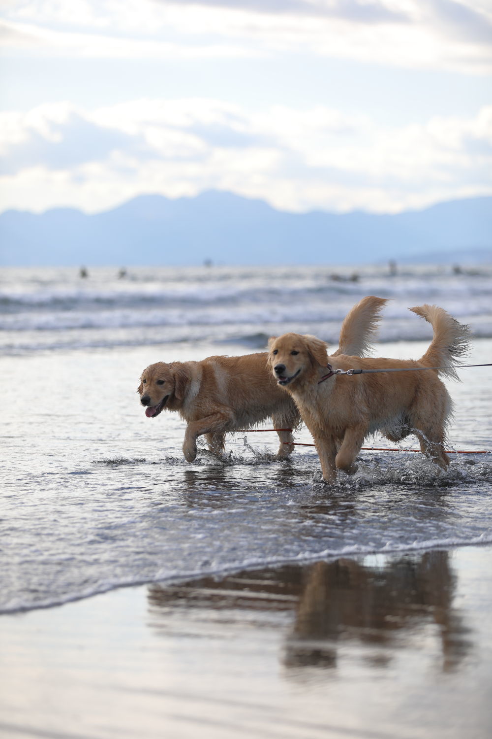 アンちゃんと鵠沼海岸♪_b0275998_11232356.jpg