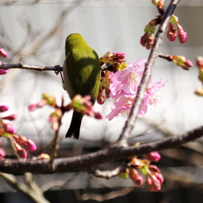 河津桜に_c0129300_16273498.jpg