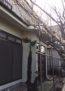 始まりました。_c0039501_18041722.jpeg