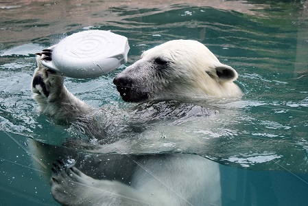 とくしま動物園のポロロの預託期間がさらに延長となる_a0151913_2273786.jpg