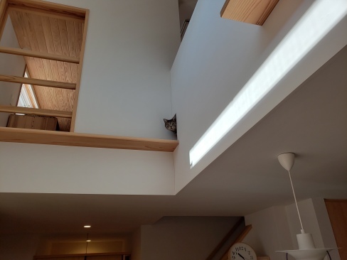 猫と暮らす家。_a0059217_11192206.jpg