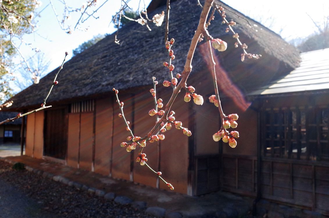 梅の蕾が♪・・・桐生市・重要文化財「彦部家住宅」を見学・・・_a0031821_13310304.jpg