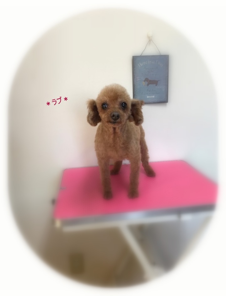 チェリーちゃん&ラブちゃん_a0315823_19525294.jpg