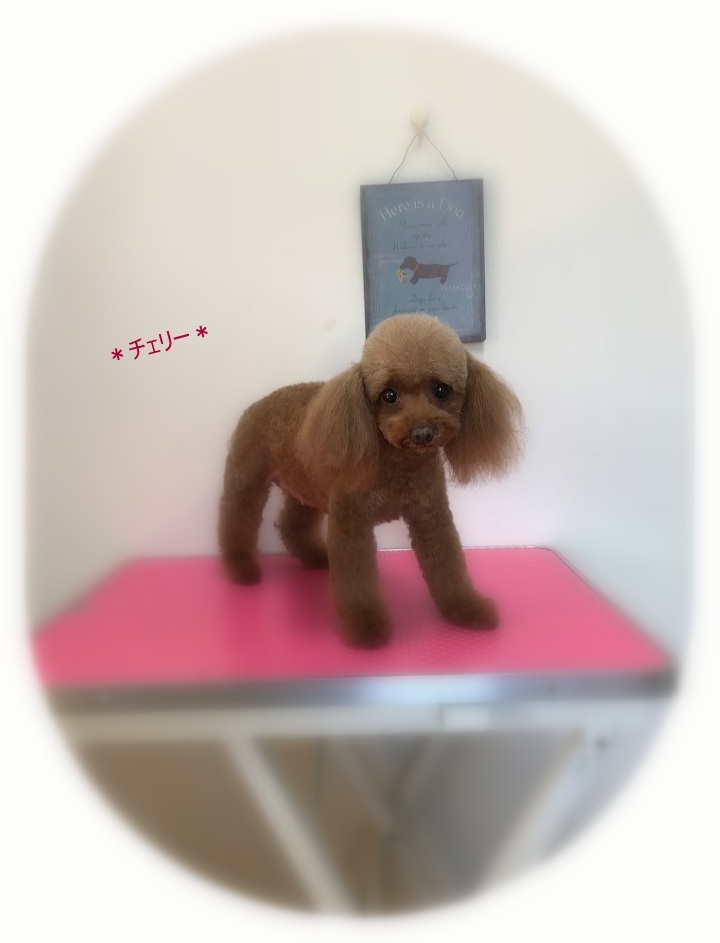 チェリーちゃん&ラブちゃん_a0315823_19531011.jpg
