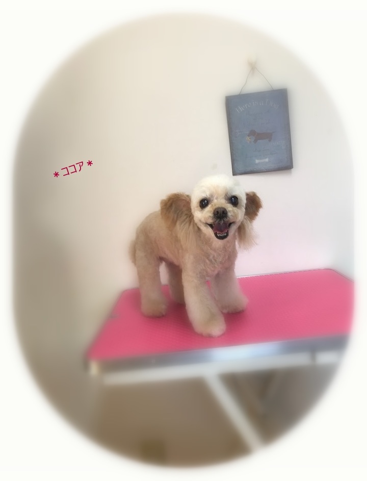 ココアちゃん_a0315823_19531821.jpg