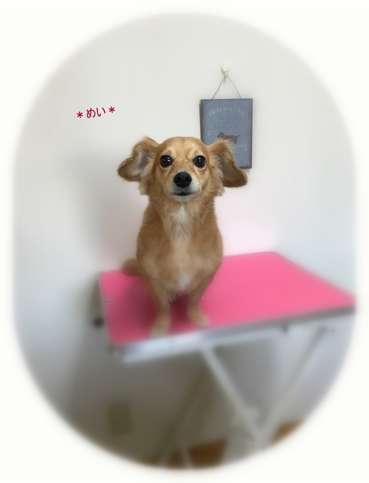 めいちゃん&さらちゃん_a0315823_19533582.jpg