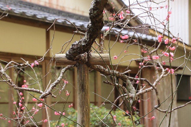 長楽寺の紅梅満開(その1)(撮影:1月31日)_e0321325_20055794.jpg