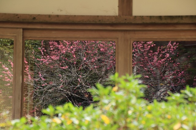 長楽寺の紅梅満開(その1)(撮影:1月31日)_e0321325_20060822.jpg