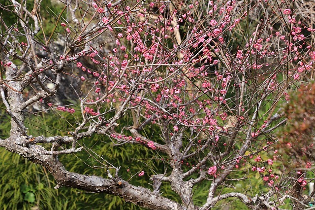 長楽寺の紅梅満開(その1)(撮影:1月31日)_e0321325_20062052.jpg