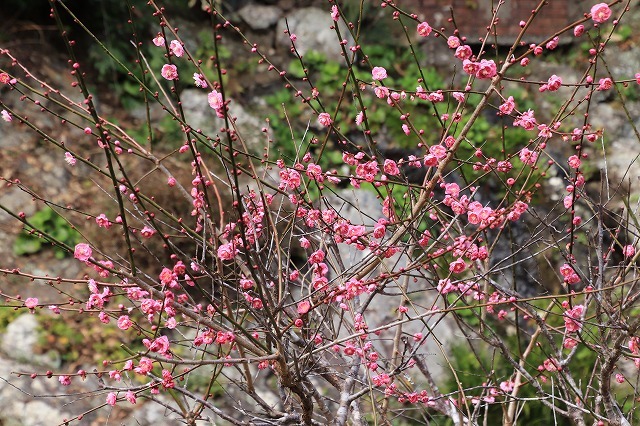 長楽寺の紅梅満開(その1)(撮影:1月31日)_e0321325_20063259.jpg