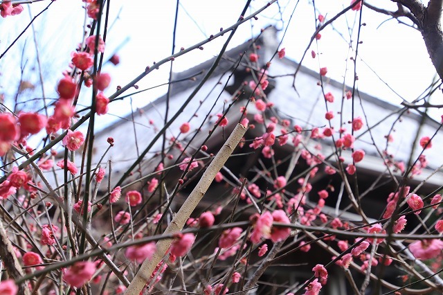 長楽寺の紅梅満開(その1)(撮影:1月31日)_e0321325_20064310.jpg