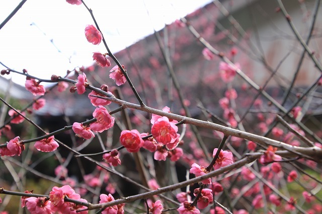 長楽寺の紅梅満開(その1)(撮影:1月31日)_e0321325_20065491.jpg