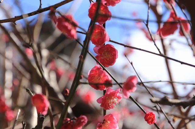 長楽寺の紅梅満開(その1)(撮影:1月31日)_e0321325_20070891.jpg