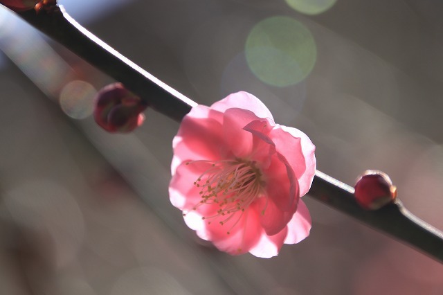 長楽寺の紅梅満開(その1)(撮影:1月31日)_e0321325_20071958.jpg