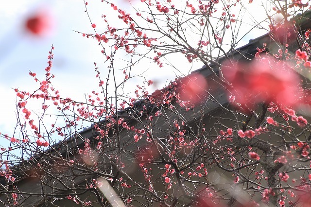 長楽寺の紅梅満開(その1)(撮影:1月31日)_e0321325_20073108.jpg