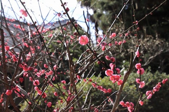 長楽寺の紅梅満開(その1)(撮影:1月31日)_e0321325_20074275.jpg