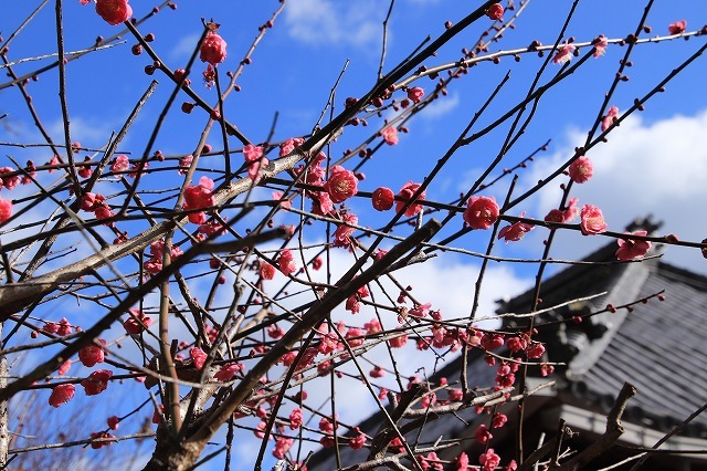 長楽寺の紅梅満開(その1)(撮影:1月31日)_e0321325_20080399.jpg