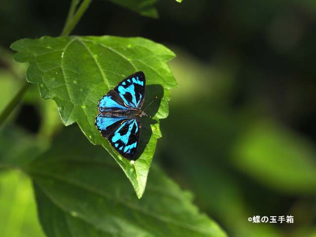 マレーシア遠征１（アオモンキララシジミ） : 蝶の玉手箱