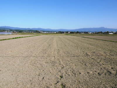 熊本県菊池市七城町『砂田のこだわりれんげ米』 れんげの発芽 2020年も変わらぬ栽培方法です!_a0254656_17410984.jpg