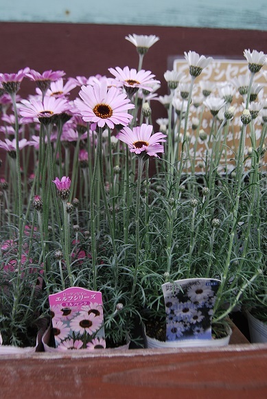 節分に花苗入荷情報_a0201358_15555203.jpg