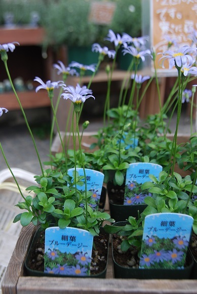 節分に花苗入荷情報_a0201358_15560849.jpg