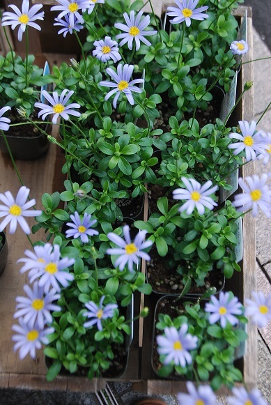 節分に花苗入荷情報_a0201358_15561628.jpg