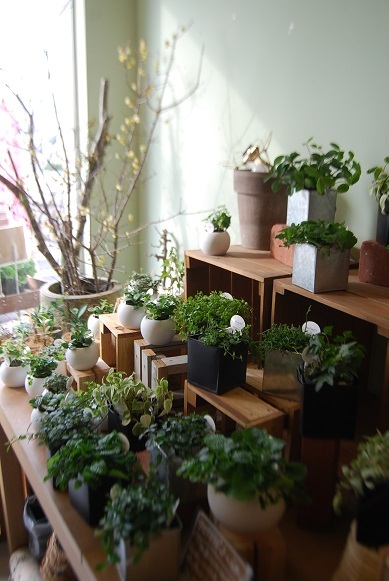 観葉植物を楽しむ_a0201358_16361740.jpg