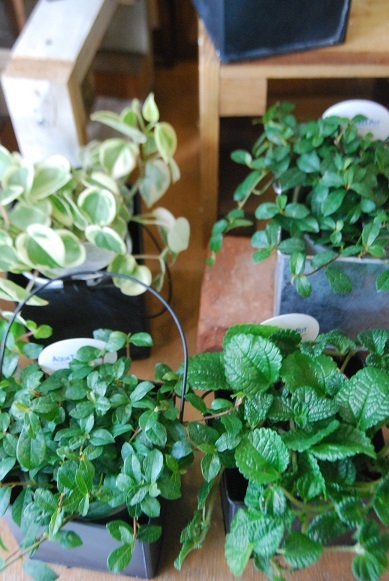観葉植物を楽しむ_a0201358_16363052.jpg