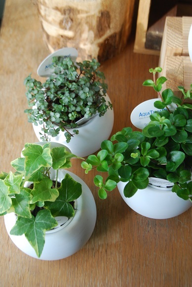 観葉植物を楽しむ_a0201358_16364275.jpg