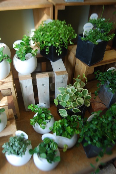 観葉植物を楽しむ_a0201358_16365056.jpg