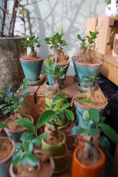 観葉植物を楽しむ_a0201358_16370911.jpg