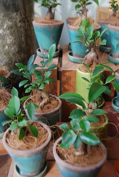 観葉植物を楽しむ_a0201358_16445042.jpg