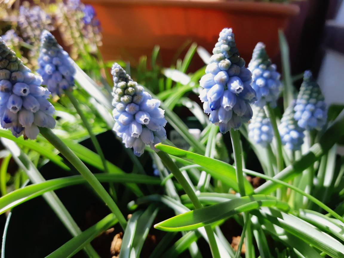 ああ ムスカリ 花暮らしの記 ああ ムスカリ 花暮らしの記