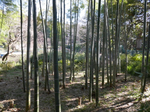 神奈川県有竹林を整備2・2六国見山手入れ（上）_c0014967_09340638.jpg