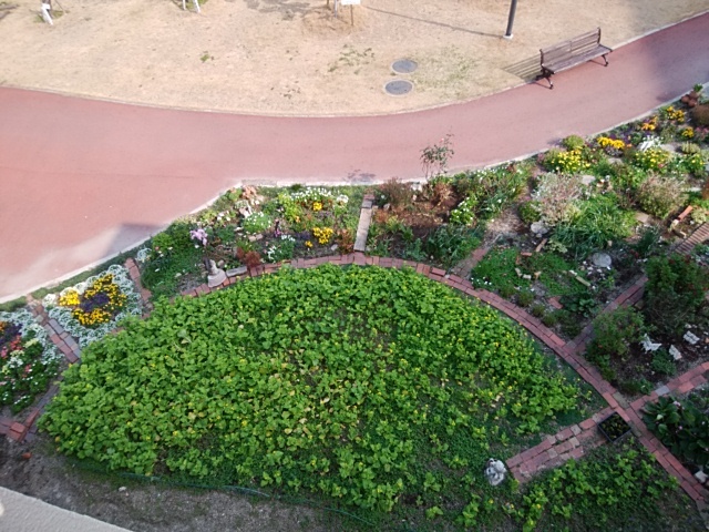 上から見た花壇 ラナンキュラス ラックス 病院の庭