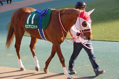 根岸Ｓは安田記念馬モズアスコットが出遅れ＆初ダートをものともせず完勝でダート重賞初制覇_b0015386_00224580.jpg