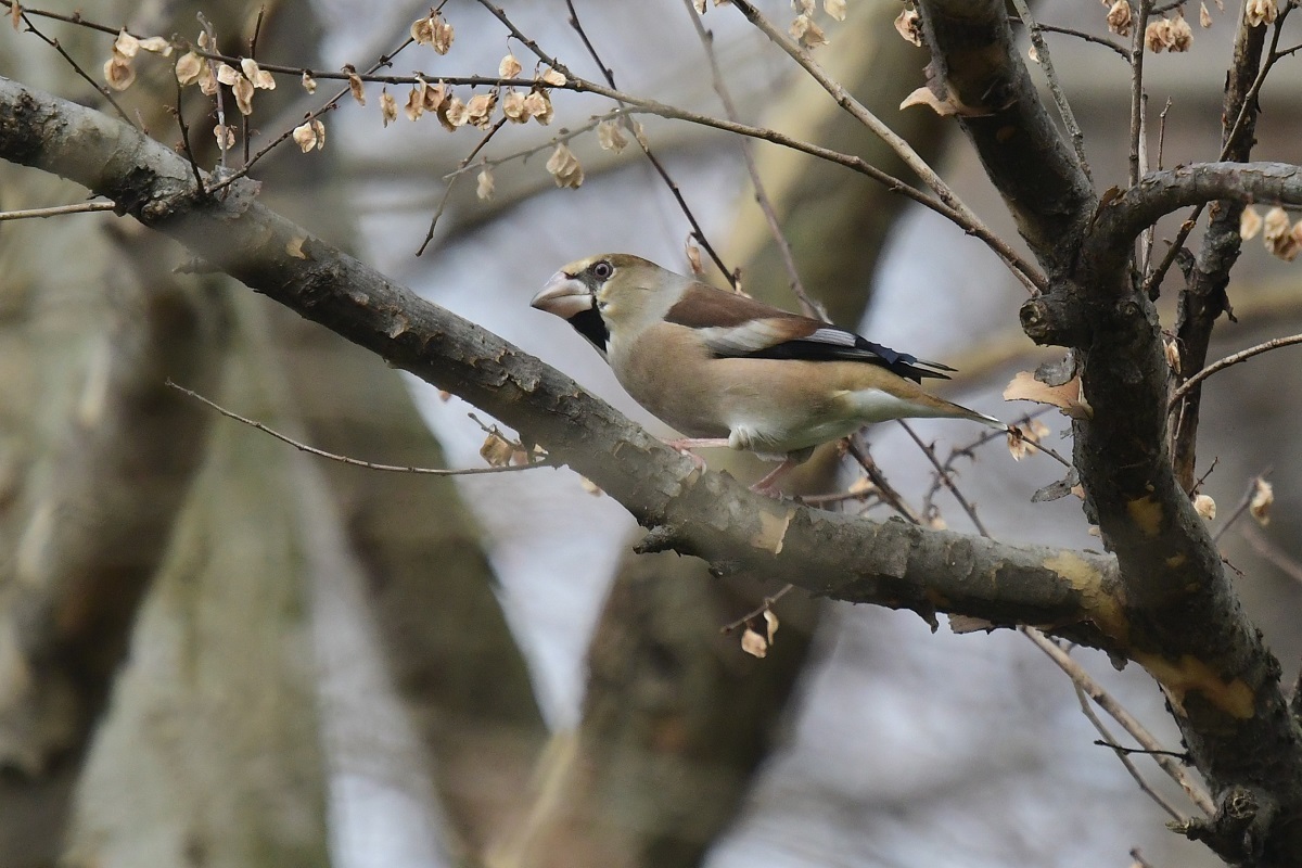 M公園のシメ_c0144588_07353117.jpg