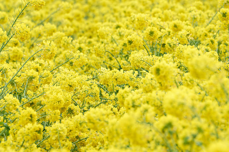 再訪 菜の花と雪の比良山@守山 なぎさ公園_f0032011_20005143.jpg