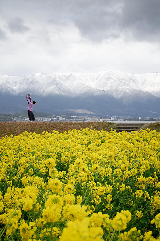 再訪 菜の花と雪の比良山@守山 なぎさ公園_f0032011_20005203.jpg